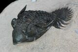 Metacanthina Trilobite - Lghaft, Morocco #128951-3